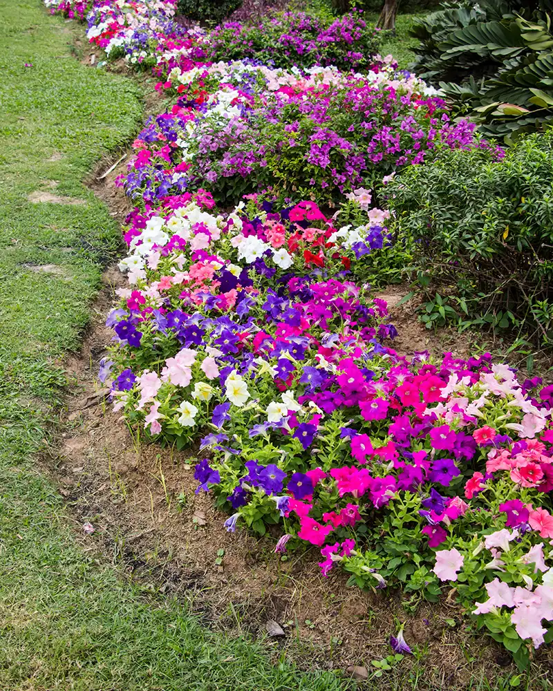 Aménagement de Pétunia