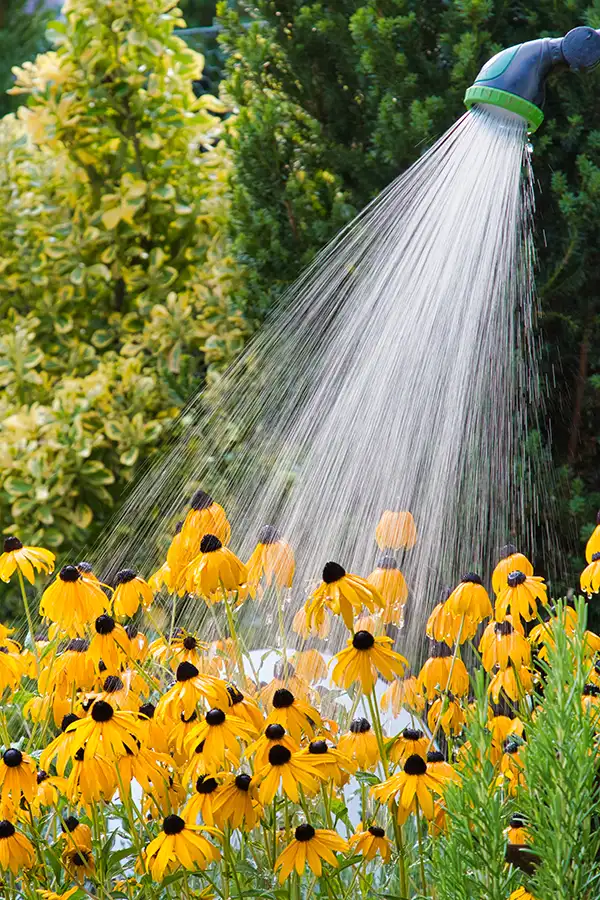 Les échinacées jaunes en plein arrosage