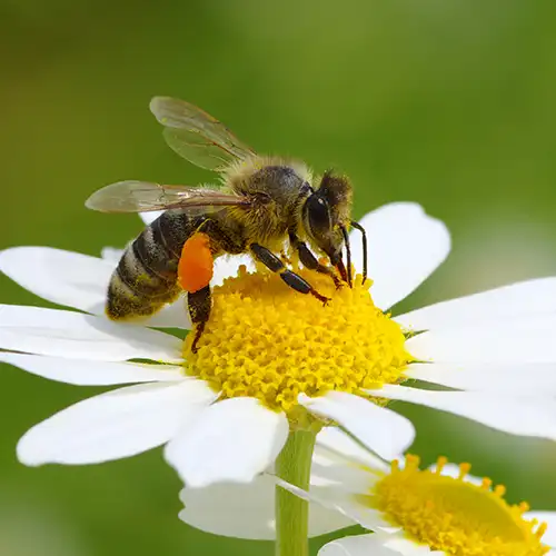 Une abeille sur une marguerite