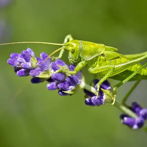 Sauterelle verte sur de la lavande