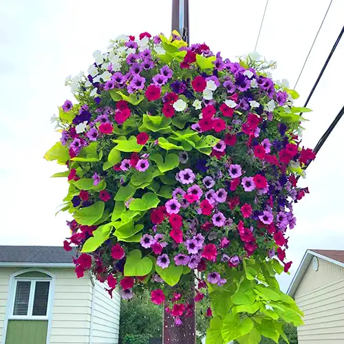 Photo d’une jarnière