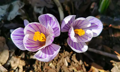 Fleurs - Crocus biflorus