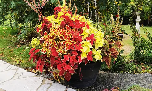 Bac à fleur de Coleus