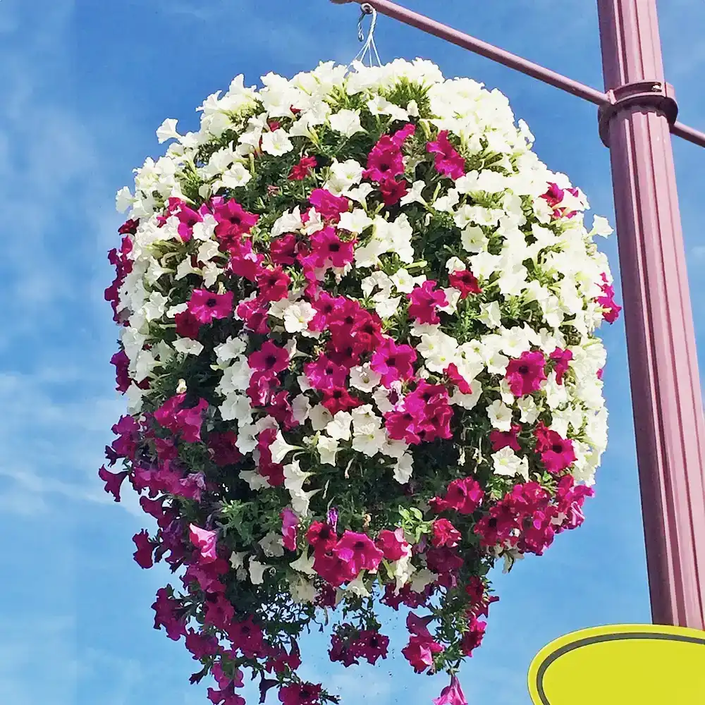 Jardinières des jardins d’Isabelle